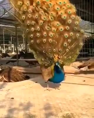 Peacock’s Majestic Dance: Unfurling a Kaleidoscope of Feathers