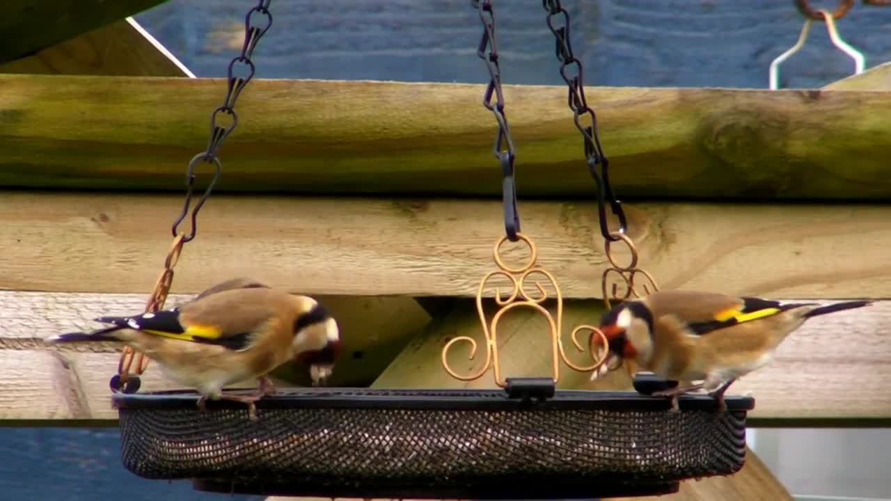 Bullfinches versus Goldfinches