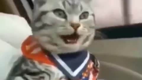 How Cat laugh😹?