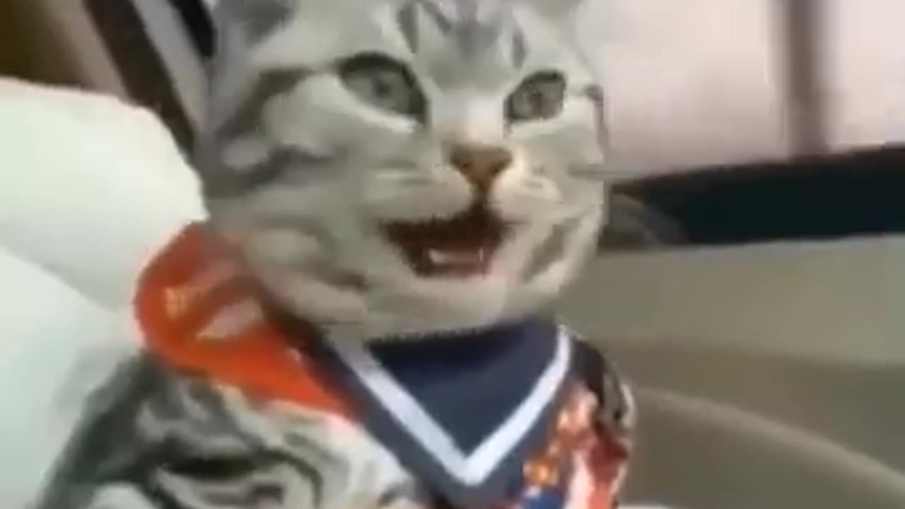 How Cat laugh😹?