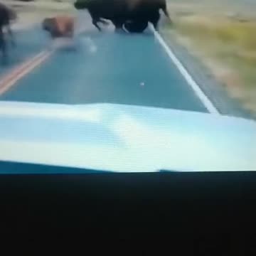 big bison fight