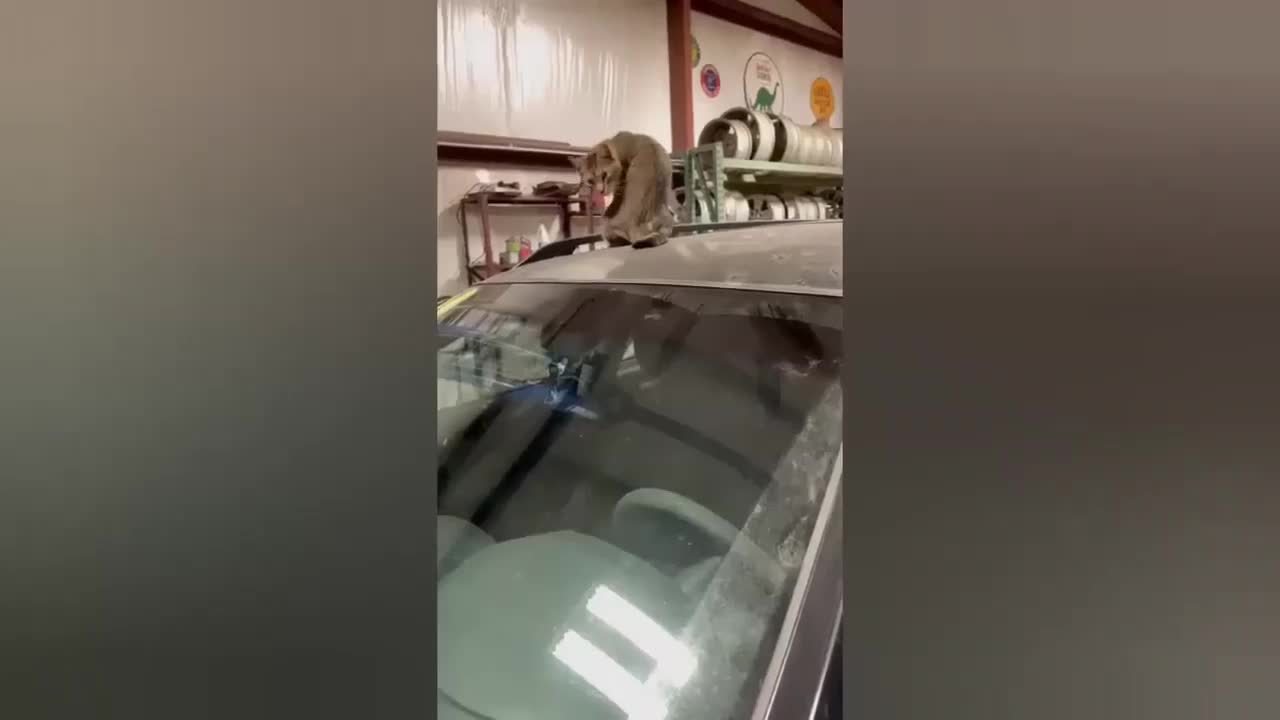 HOUR FUNNY CATS COMPILATION 2022😂_ Funny and Cute Cat Videos😸 ! - 064