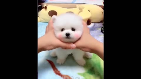 Funny and Cute Dog Pomeranian 😍🐶