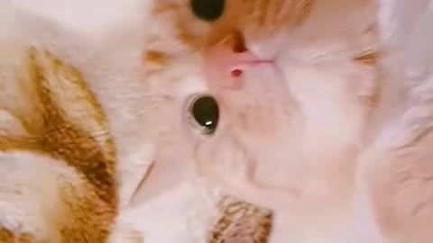 Watch Out, World: The Internet's Funniest Cat Video is Here