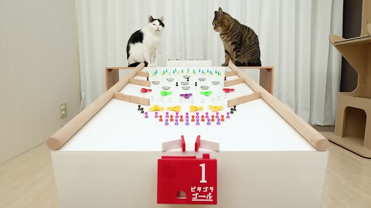 Cats and Marble Run