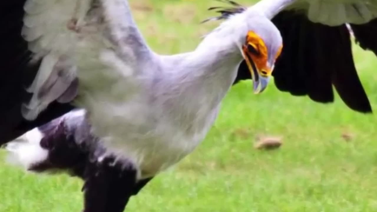 Secretary Bird | The Killer Queen