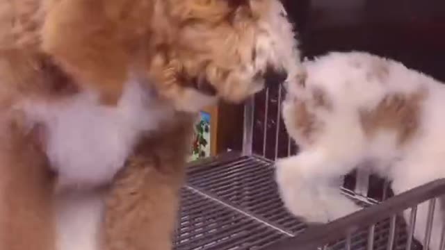 Gigantic Fluffy Poodle Dogs Love Being Carried Everywhere