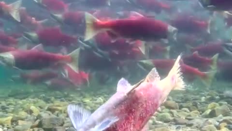 A Swarm Of Salmon Above Iliamna Lake