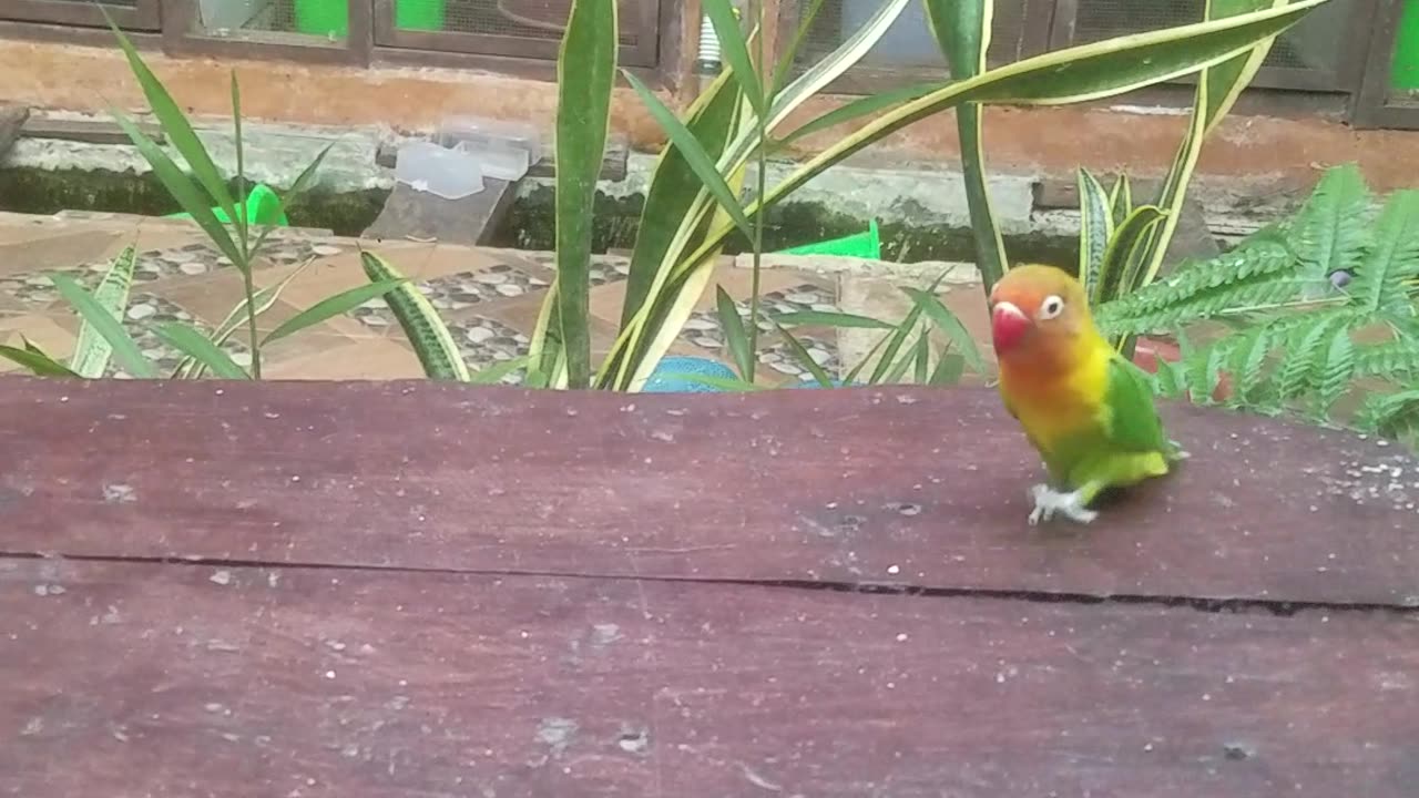 funny love bird