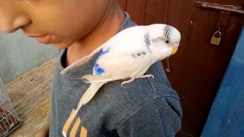 Tame Budgie parrot