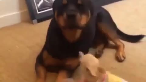 Funny animal videos|Cute animal videos |Funny dog&cat videos|Hilarious pet videos|Funny video