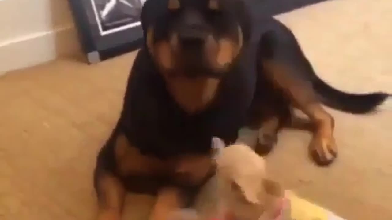 Funny animal videos|Cute animal videos |Funny dog&cat videos|Hilarious pet videos|Funny video
