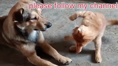 LOL, When You Have A NaugHty FFriend! Funny Cats & Dogs Videos 😺🐶😂😂 -EPS776 #cuteanimalshare