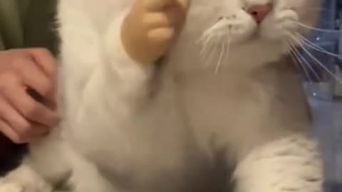 FUNNY CAT VIDEOS | MAKES YOU LAUGH | PART 2 | DONT FORGET TO FOLLOW