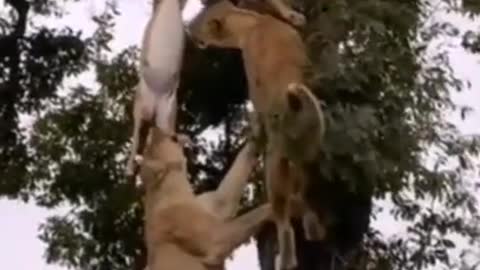 Group of Lions strategically climb tree to capture prey!
