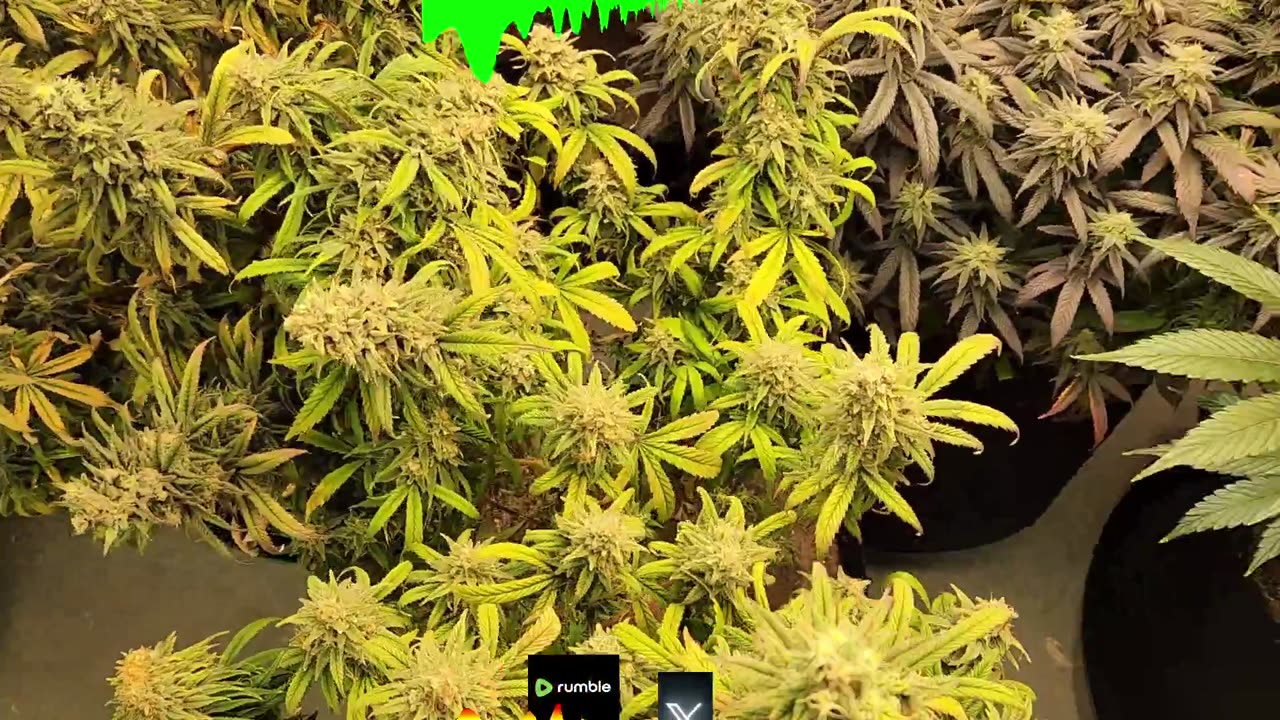420 Budds