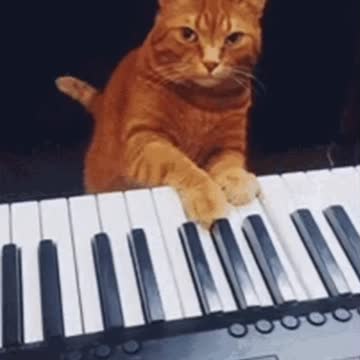 Cute Cat Gif! 🥰💗🐈