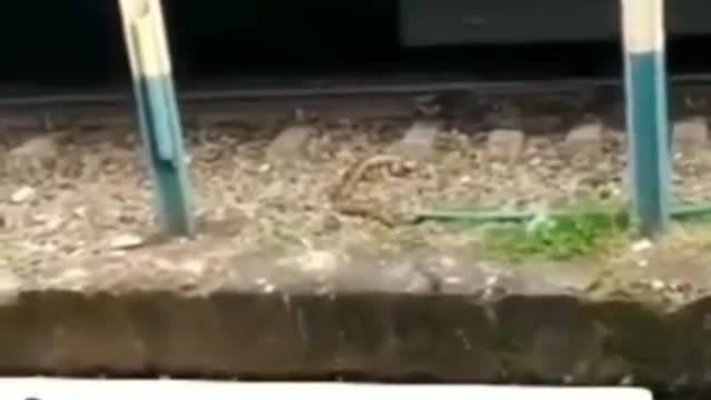 Train Accident On Snake