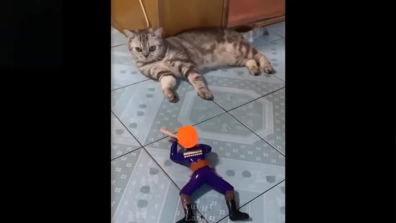 Funny animal moments / funny video / funny animals #animal #viral
