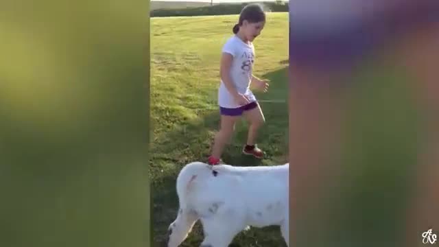 Training my Dog