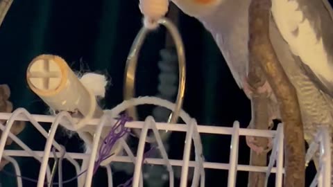 Wren’s toys