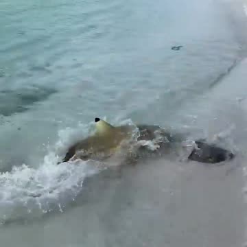 LITTLE SHARK CHASING