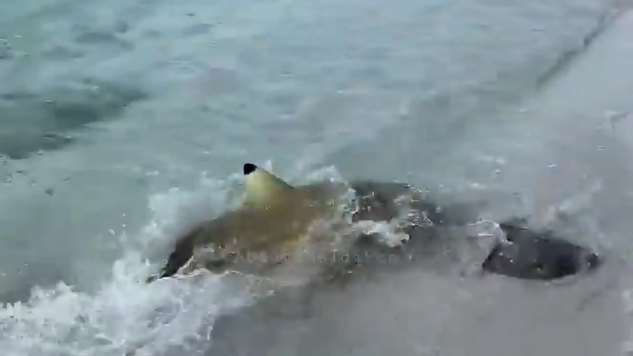 LITTLE SHARK CHASING