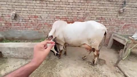 Finally Hum Ny Apni Cow Le Li 😋