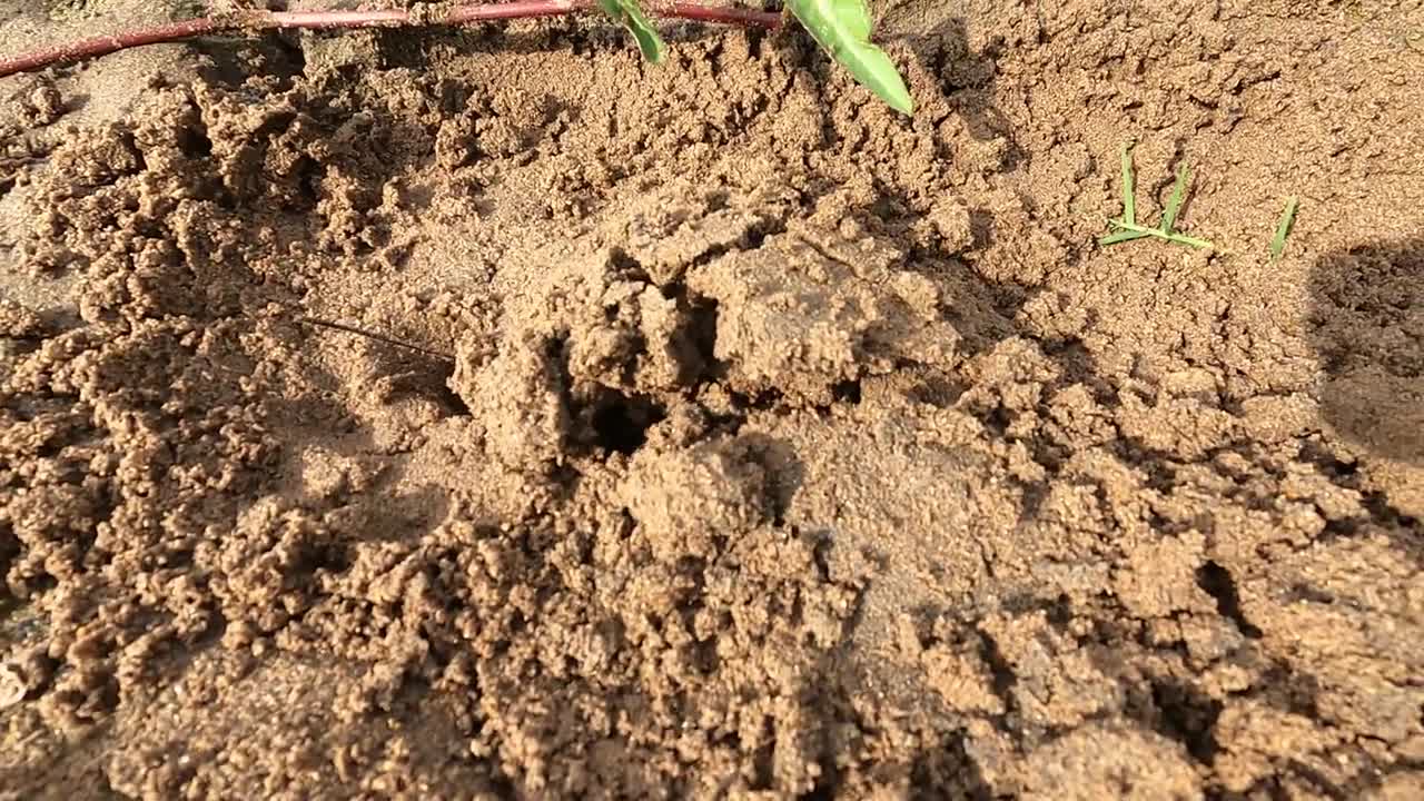 Amazing Catching Turtles in the Nest and Fishing Betta fish Lobster in a lake near the village-6