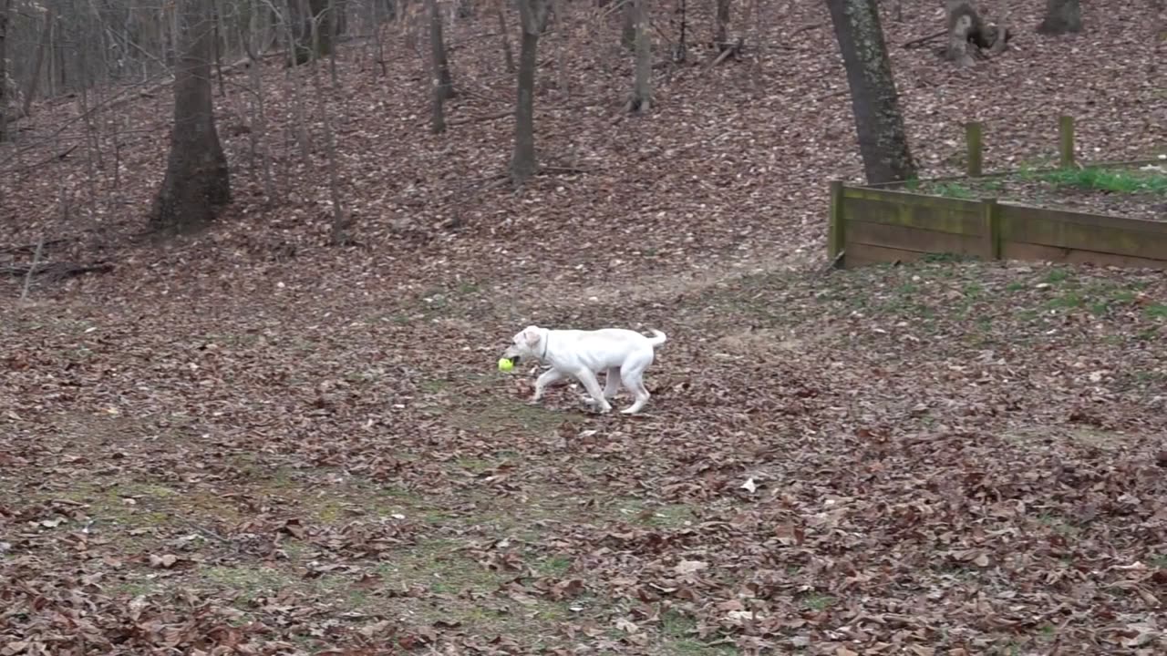 puppy playing - 2