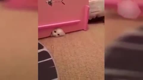 Funny Cats and Dogs doing Extra Activities