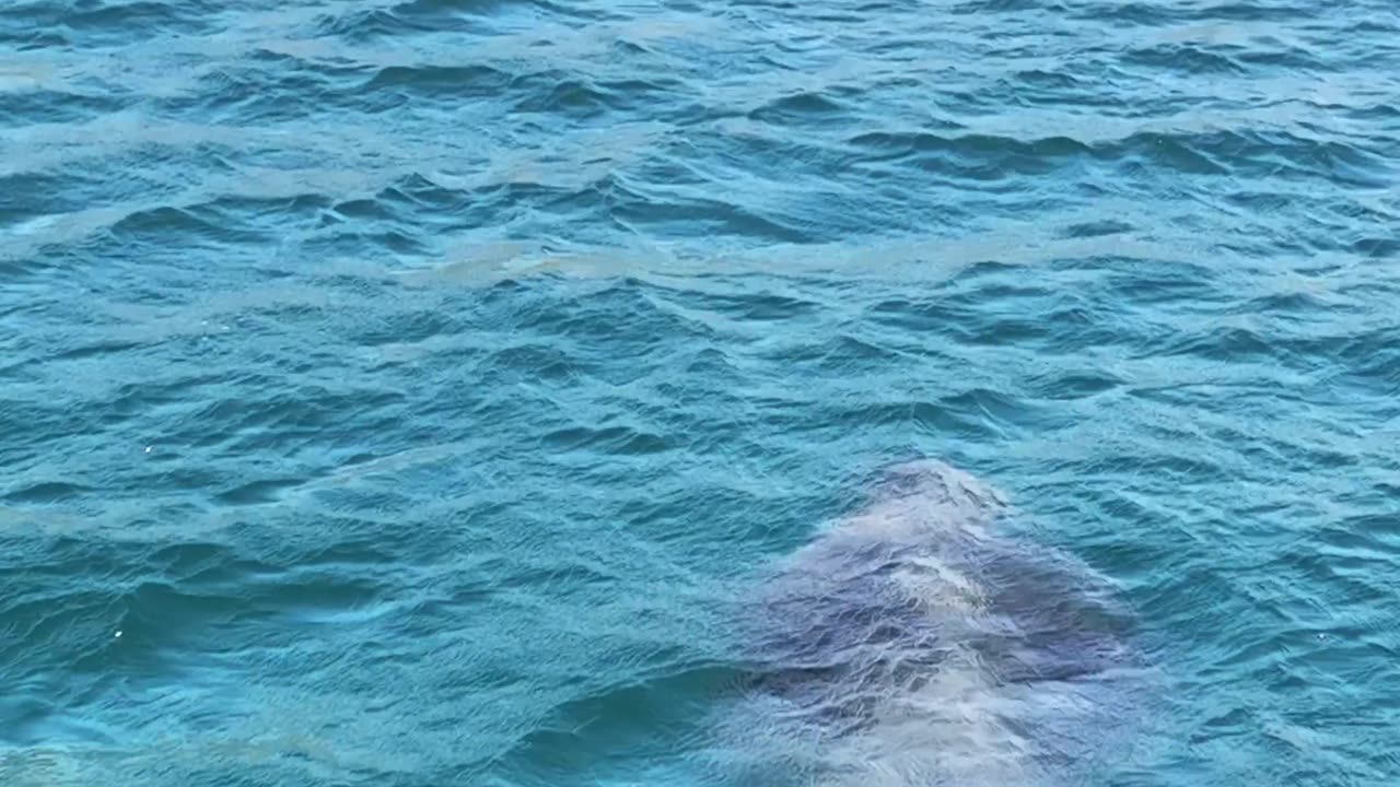 Massive Basking Shark Approaching the Beach