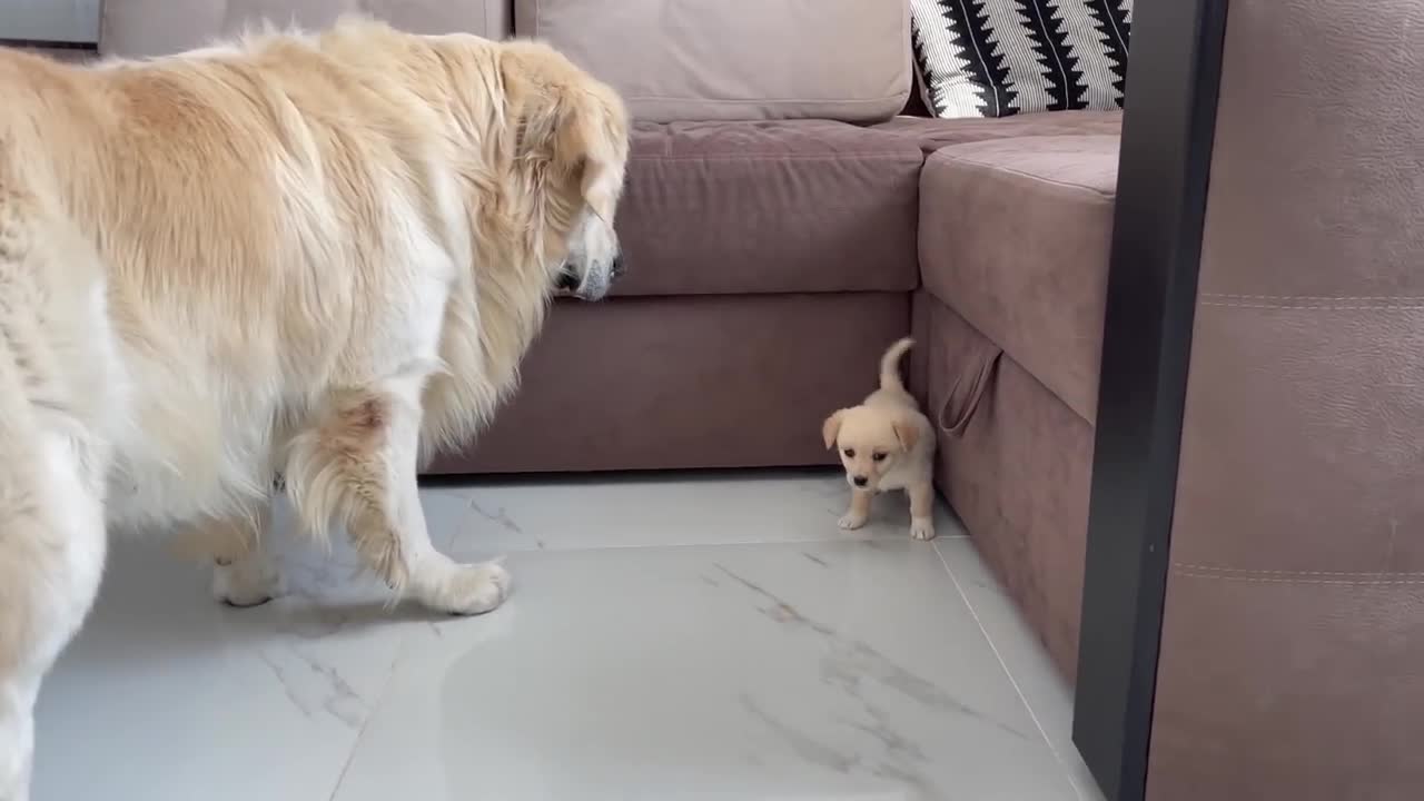 Golden Retriever Meets a Puppy like himself