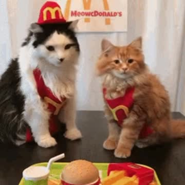 Cute McDonalds Cat Gif! 🥰💗🐈