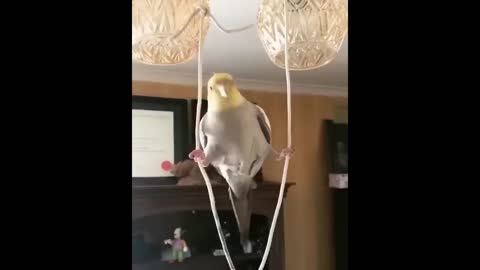 Parrot Walking