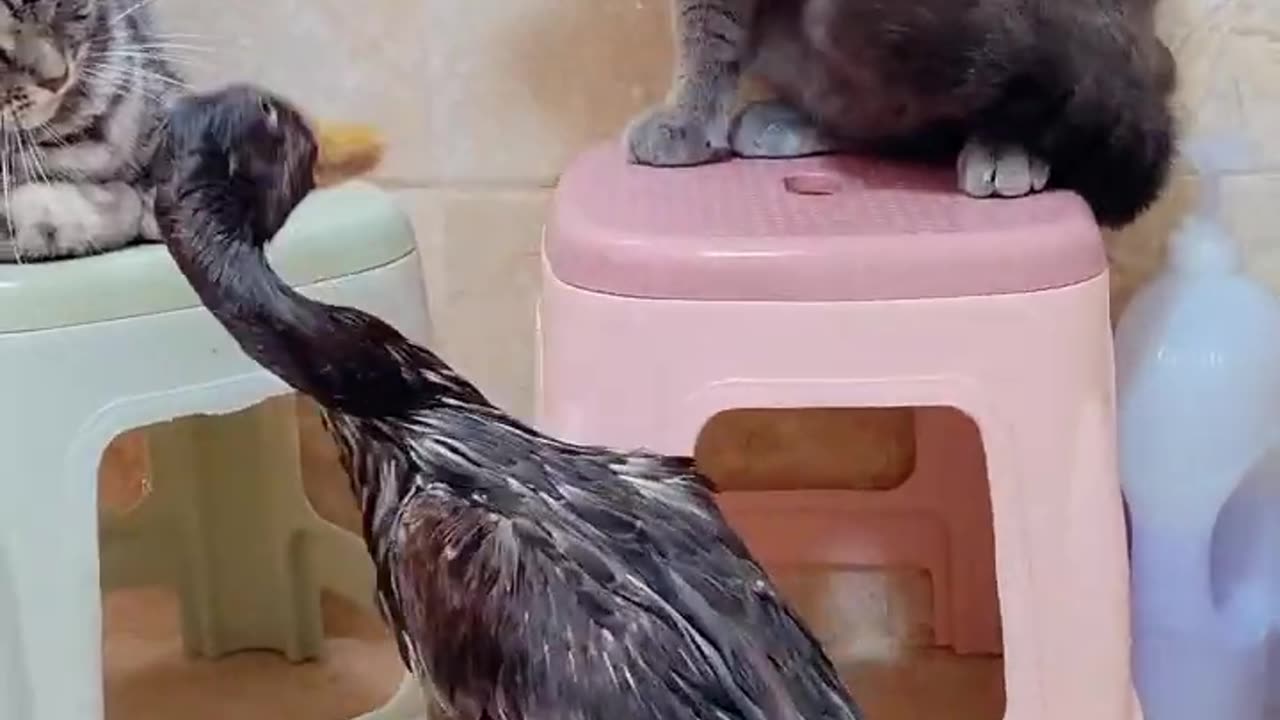 Cat and duck funny #viral #funny #viral funny.