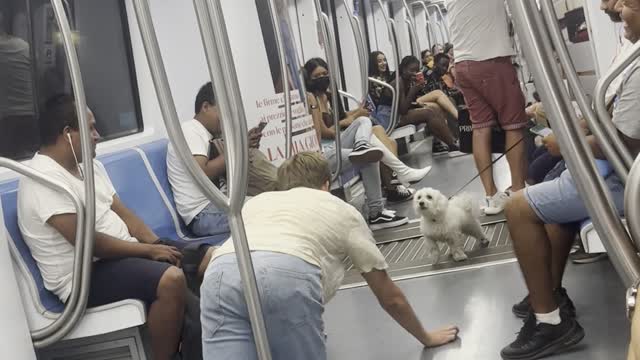 A Man and a Dog Converse On The Metro