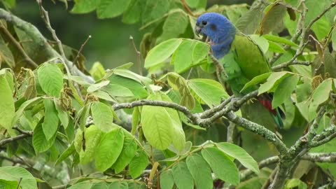 See a pair of parrot on a tree branch