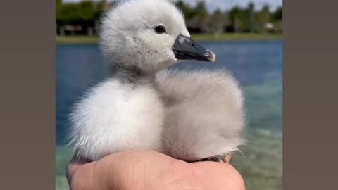 My friend rescued a little duck