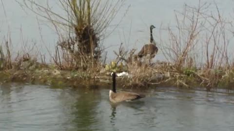 Swan vs. Canada Goose - battle of the titans