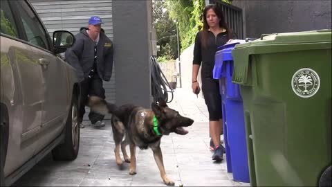 Dogs Training how to train your dog at home