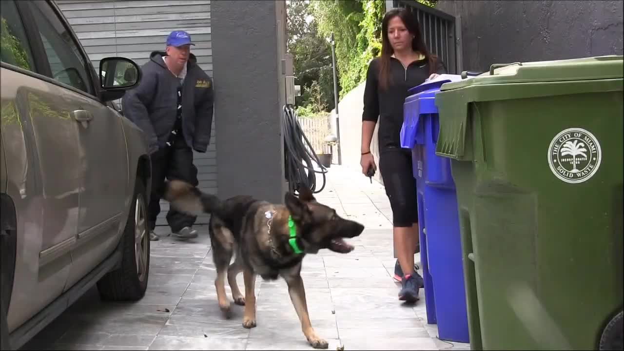 Dogs Training how to train your dog at home
