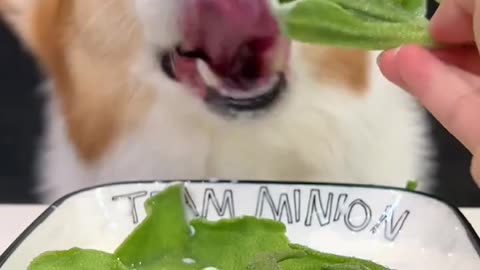 Corgi is the cutest dog eating ice grass