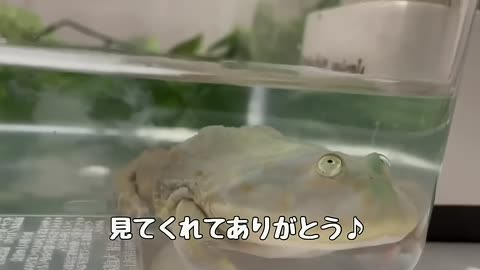 ( ω) ﾟ ﾟBudgett's frog makes a face