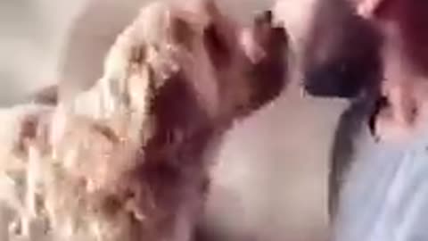 Funniest Cat And Dogs............../////// Funny Animal Videos 2022