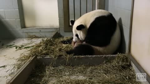 Giant Panda Twins Birth