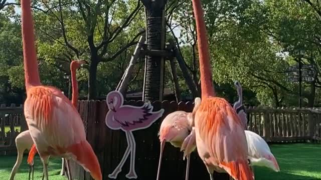 Please how many of my little sisters envy these legs # flamingo