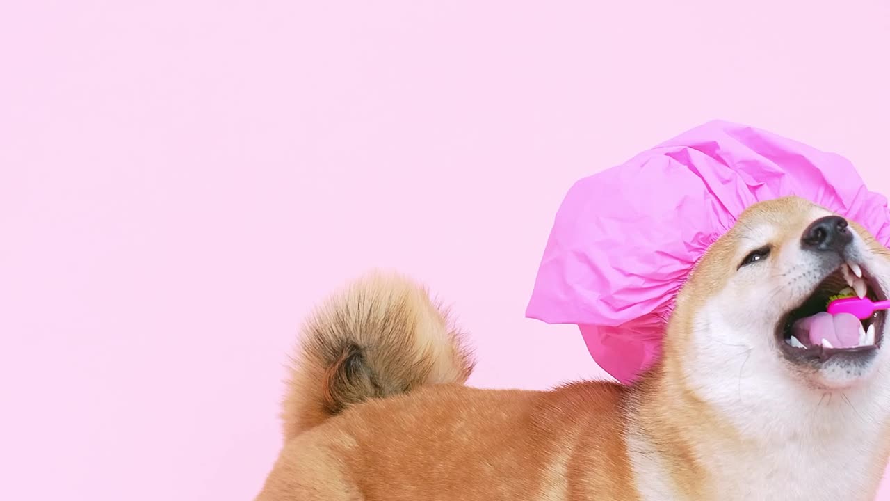 Cute Dog With a Shower Cap and Biting a Toothbrush