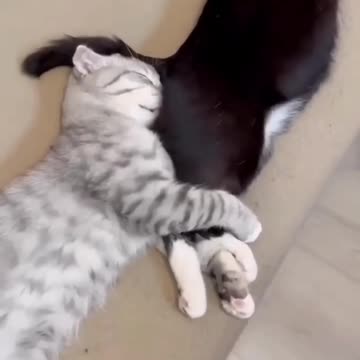 Cat videos | fanny cat videos | kittycat videos |