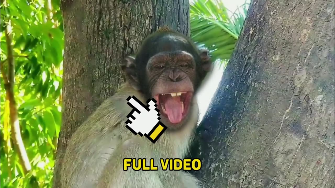 AWW New Funny Videos 20223😂 Cutest animals Doing Funny Things monkey 7777